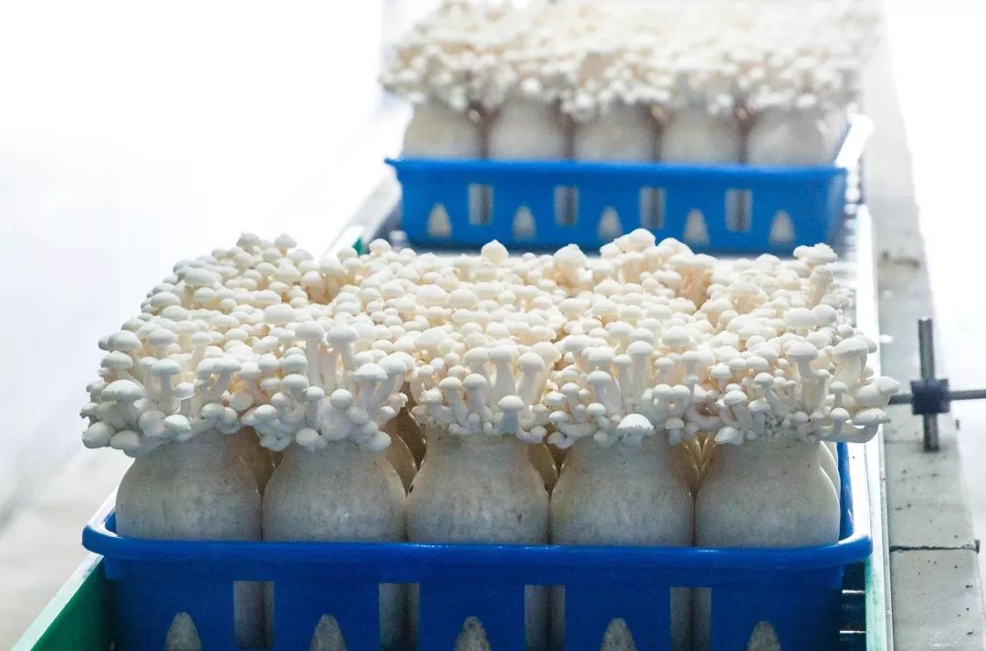 科技赋能，品质升级 慈溪白玉菇荣膺“浙产精品鲜菇”背后的生物技术力量